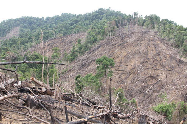 chặt rừng là nguyên nhân gây ra hiệu ứng nhà kính