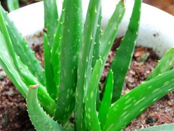 Cay-khu-mui-nha-dam