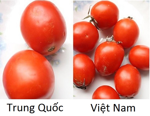 ca-chua-viet-nam-va-trung-quoc