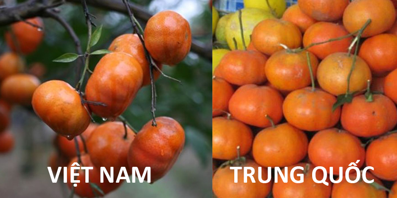cach-phan-biet-cam-canh-Viet-Nam-Va-Trung-Quoc