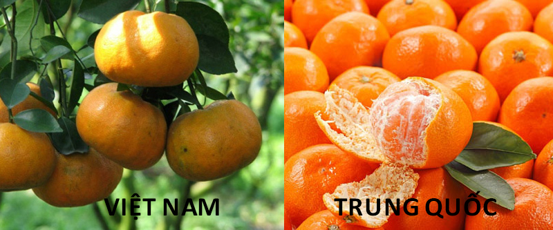 cach-phan-biet-quyt-Viet-Nam-va-Trung-Quoc