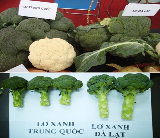 cach-phan-biet-sup-lo-xanh-Trung-Quoc-va-Viet-Nam