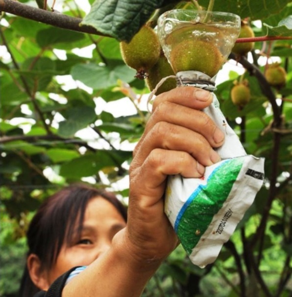 nguoi-phu-nu-ngam-qua-kiwi-voi-thuoc-kich-thich-tang-truong