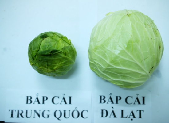 phan-biet-bap-cai-trung-quoc-va-bap-cai-da-lat