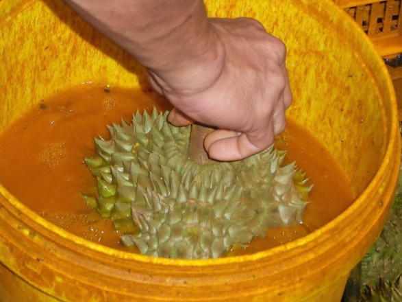 thuc-sau-rieng-mau-chin